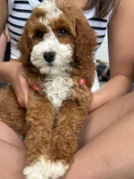 Patrick, a male Miniature Goldendoodle for sale in Calhoun, GA – 5 of 5