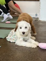Shannon, a female Miniature Goldendoodle for sale in Calhoun, GA – 2 of 6
