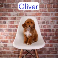 Oliver, a male Miniature Goldendoodle for sale in Calhoun, GA – 2 of 2