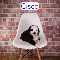 Cisco, a male Miniature Bernedoodle and Miniature Aussiedoodle for sale in Calhoun, GA – 2 of 2