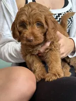 Posey, a female Cavapoo for sale in Calhoun, GA – 6 of 8