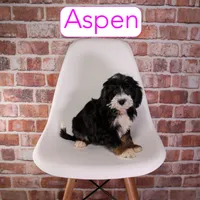Aspen, a female Miniature Bernedoodle and Miniature Aussiedoodle for sale in Calhoun, GA – 2 of 2