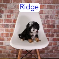 Ridge, a male Miniature Bernedoodle and Miniature Aussiedoodle for sale in Calhoun, GA – 2 of 2