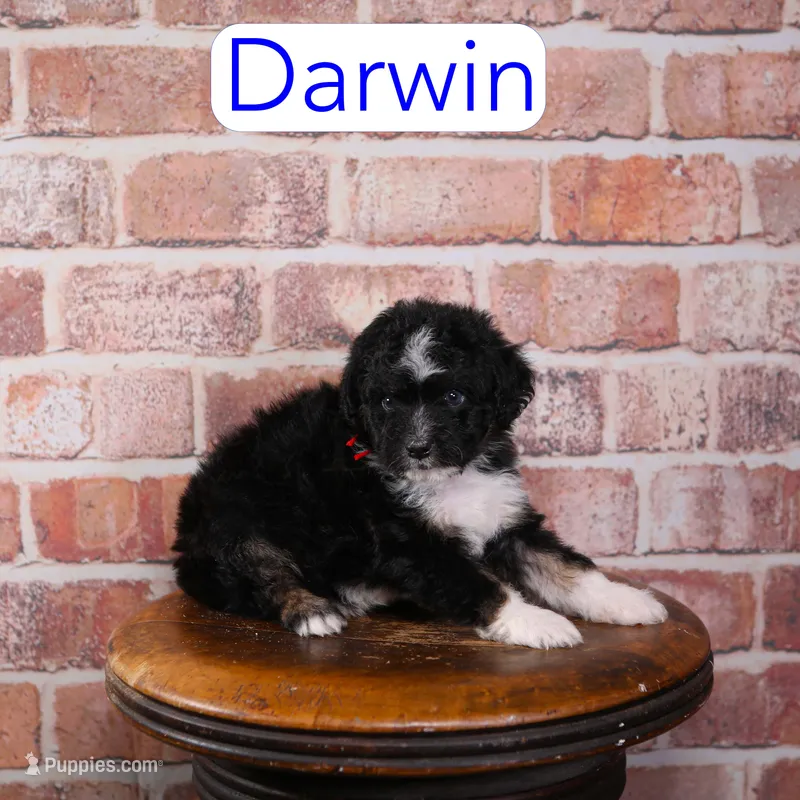 Darwin