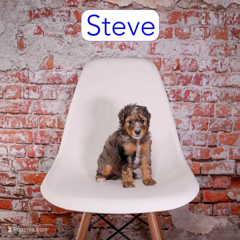 Duatin – Miniature Bernedoodle puppy on hold in Calhoun, GA