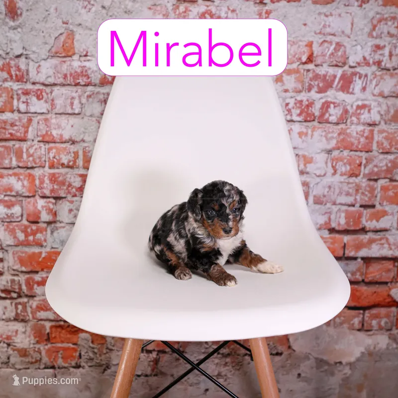 Mirabel – Miniature Aussiedoodle puppy for sale in Calhoun, GA
