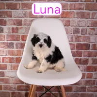 Luna, a female Miniature Bernedoodle and Miniature Aussiedoodle for sale in Calhoun, GA – 2 of 2