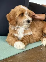 Finn, a male Miniature Goldendoodle for sale in Calhoun, GA – 2 of 4