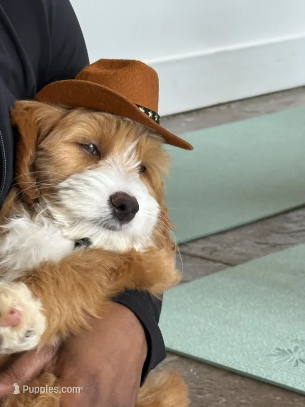 Séamus – Miniature Goldendoodle puppy for sale in Calhoun, GA