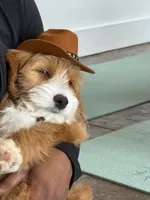 Séamus, a male Miniature Goldendoodle for sale in Calhoun, GA – 1 of 3