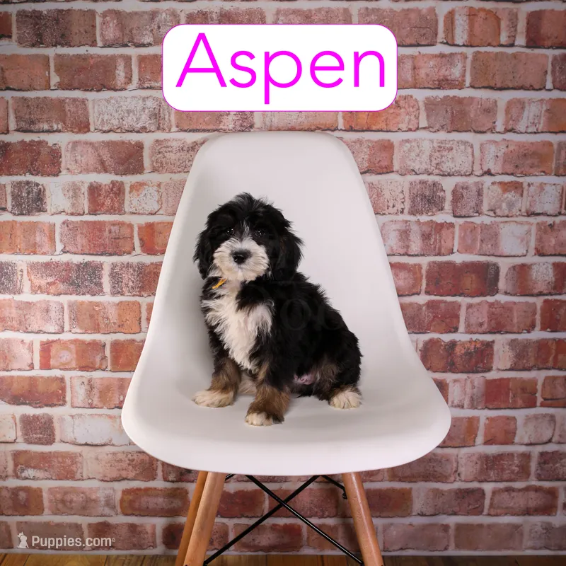 Aspen – Miniature Bernedoodle, Miniature Aussiedoodle puppy for sale in Calhoun, GA