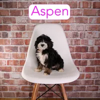 Aspen, a female Miniature Bernedoodle and Miniature Aussiedoodle for sale in Calhoun, GA – 1 of 2