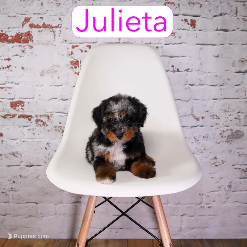 Julieta – Miniature Aussiedoodle puppy for sale in Calhoun, GA
