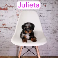 Julieta, a female Miniature Aussiedoodle for sale in Calhoun, GA – 1 of 3