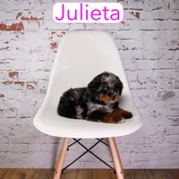 Julieta, a female Miniature Aussiedoodle for sale in Calhoun, GA – 3 of 3