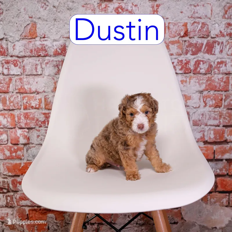 Dustin – Miniature Bernedoodle puppy for sale in Calhoun, GA