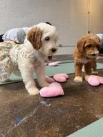 Shannon, a female Miniature Goldendoodle for sale in Calhoun, GA – 5 of 6