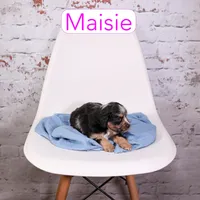 Maisie, a female Aussiedoodle and Cavapoo for sale in Calhoun, GA – Photo 2 of 3