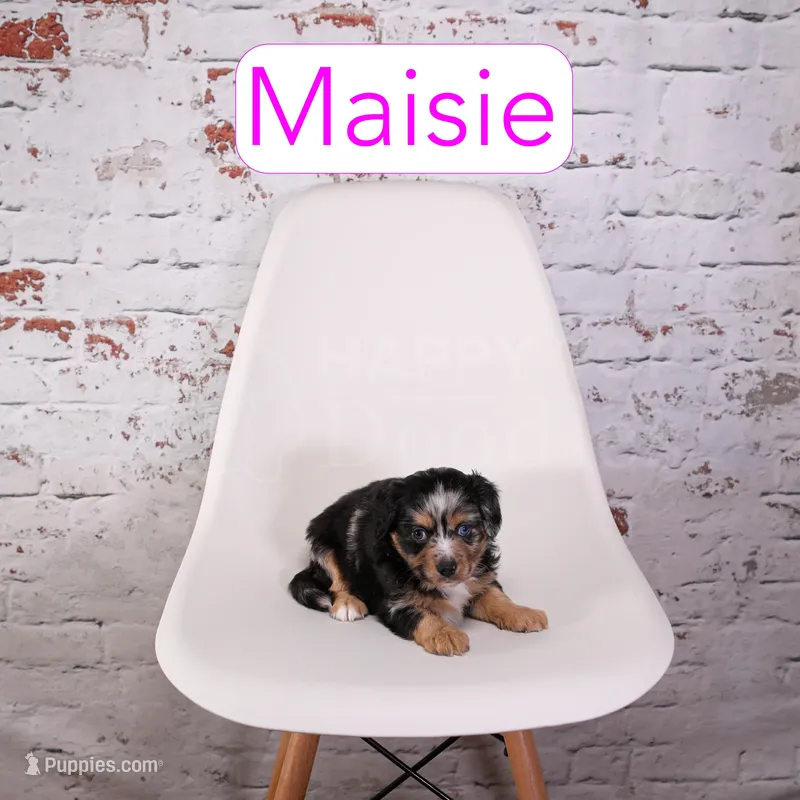 Maisie, a female Aussiedoodle and Cavapoo for sale in Calhoun, GA – Photo 1 of 3