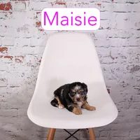 Maisie, a female Aussiedoodle and Cavapoo for sale in Calhoun, GA – Photo 1 of 3