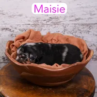 Maisie, a female Aussiedoodle and Cavapoo for sale in Calhoun, GA – Photo 3 of 3