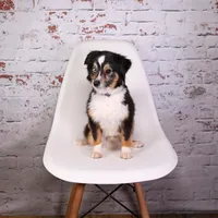 Dakota, a male Toy Australian Shepherd for sale in Calhoun, GA – Photo 1 of 2