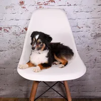 Dakota, a male Toy Australian Shepherd for sale in Calhoun, GA – Photo 2 of 2