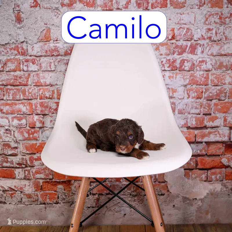 Camilo – Miniature Aussiedoodle puppy for sale in Calhoun, GA