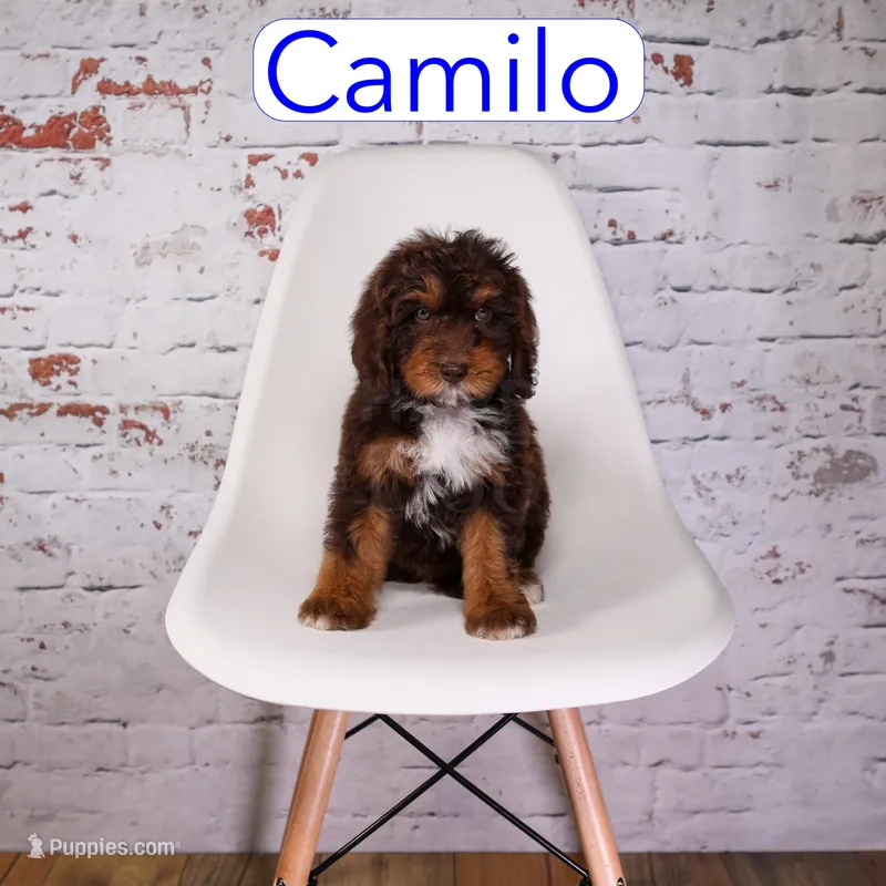Camilo – Miniature Aussiedoodle puppy for sale in Calhoun, GA