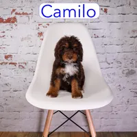 Camilo, a male Miniature Aussiedoodle for sale in Calhoun, GA – 1 of 3