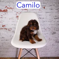 Camilo, a male Miniature Aussiedoodle for sale in Calhoun, GA – 3 of 3