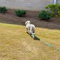 Basil, a female Sheepadoodle for sale in Calhoun, GA – 3 of 5