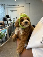 Alfie , a male Cavapoo for sale in Calhoun, GA – 3 of 5