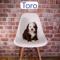 Toro, a male Miniature Bernedoodle and Miniature Aussiedoodle for sale in Calhoun, GA – 2 of 2
