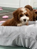 Patrick, a male Miniature Goldendoodle for sale in Calhoun, GA – 1 of 5