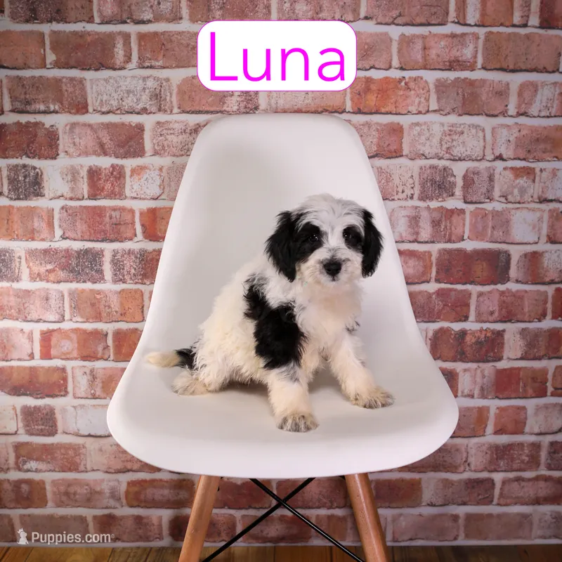 Luna – Miniature Bernedoodle, Miniature Aussiedoodle puppy for sale in Calhoun, GA