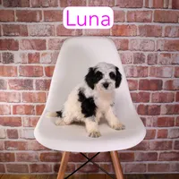 Luna, a female Miniature Bernedoodle and Miniature Aussiedoodle for sale in Calhoun, GA – 1 of 2