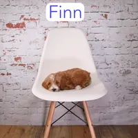 Finn, a male Miniature Goldendoodle for sale in Calhoun, GA – 4 of 4