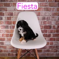 Fiesta, a female Miniature Bernedoodle and Miniature Aussiedoodle for sale in Calhoun, GA – 2 of 2