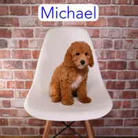 Michael, a male Miniature Goldendoodle for sale in Calhoun, GA – 2 of 2