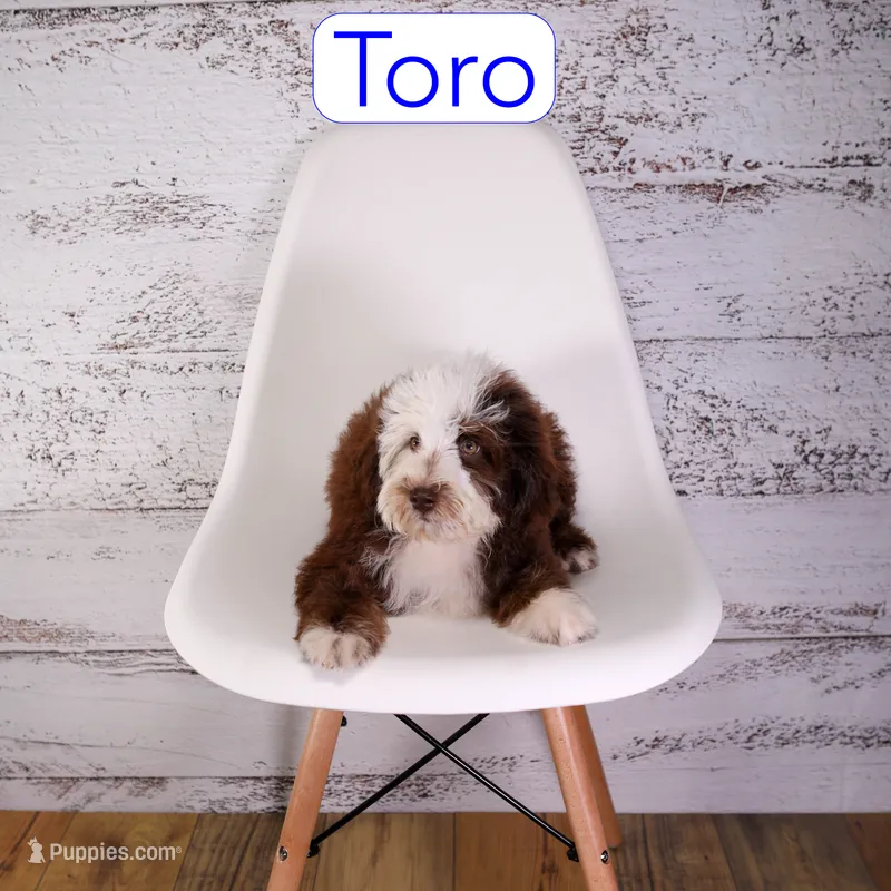 Toro – Miniature Bernedoodle, Miniature Aussiedoodle puppy for sale in Calhoun, GA