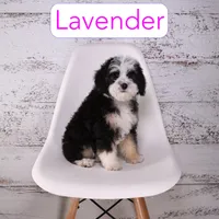 Lavender, a female Miniature Bernedoodle and Miniature Aussiedoodle for sale in Calhoun, GA – 2 of 2