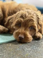 Posey, a female Cavapoo for sale in Calhoun, GA – 3 of 8