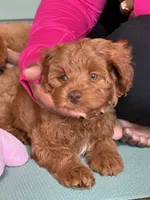 Posey, a female Cavapoo for sale in Calhoun, GA – 5 of 8