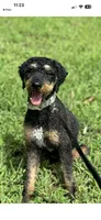 Gunnar, a male Poodle - Miniature  for sale in Calhoun, GA – 7 of 7