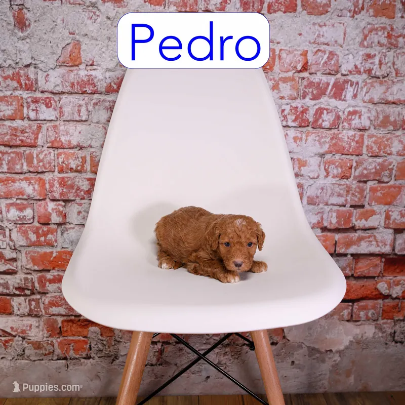 Pedro – Miniature Aussiedoodle puppy for sale in Calhoun, GA