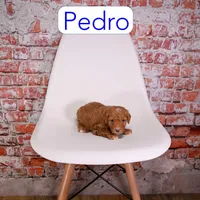 Pedro, a male Miniature Aussiedoodle for sale in Calhoun, GA – 2 of 3