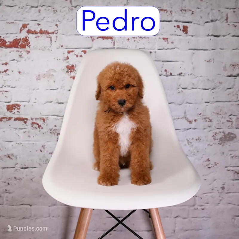 Pedro – Miniature Aussiedoodle puppy for sale in Calhoun, GA