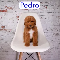 Pedro, a male Miniature Aussiedoodle for sale in Calhoun, GA – 1 of 3