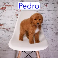 Pedro, a male Miniature Aussiedoodle for sale in Calhoun, GA – 3 of 3